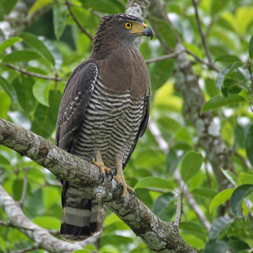 Banded Snake Eagle