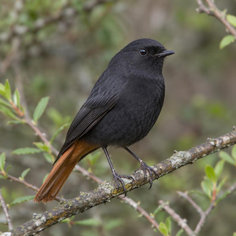 Black Bush Robin