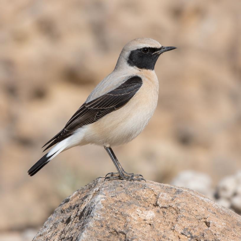Black-eared Wheatear