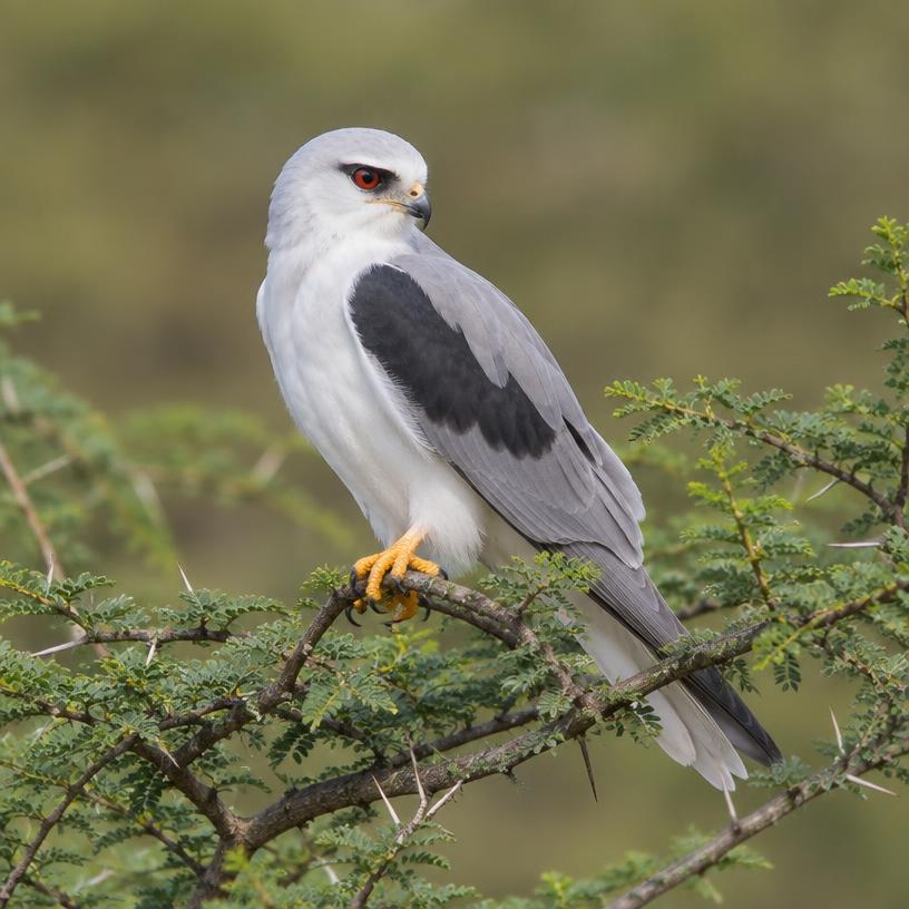 Black-shouldered Kite