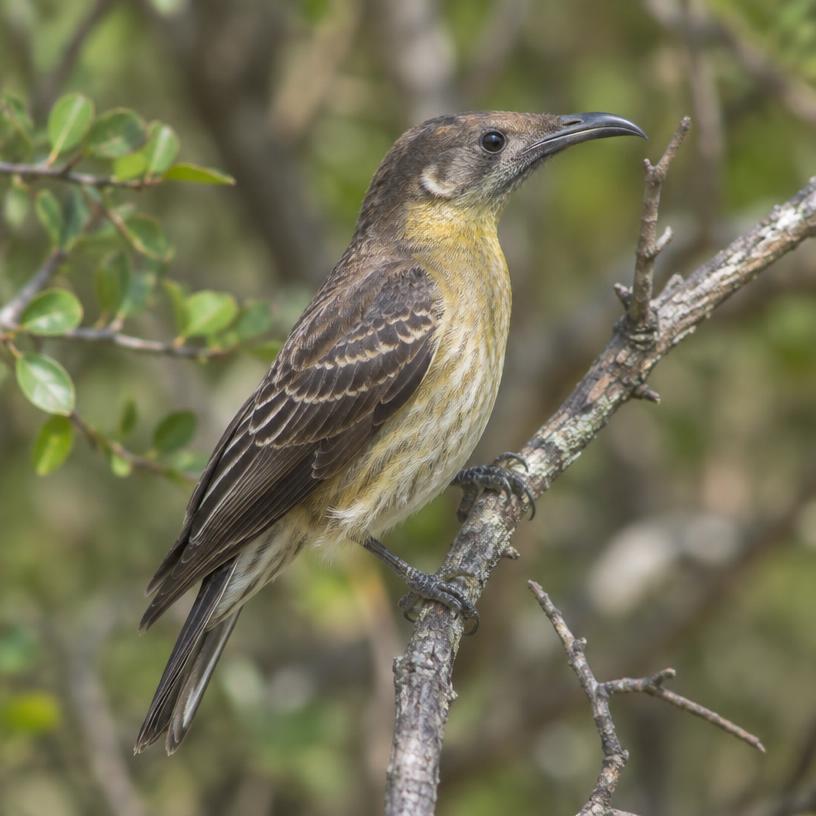 Black-throated Honey Guide