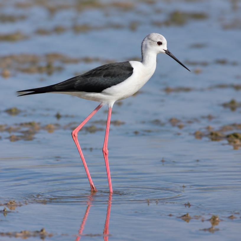 Black-winged Stilt