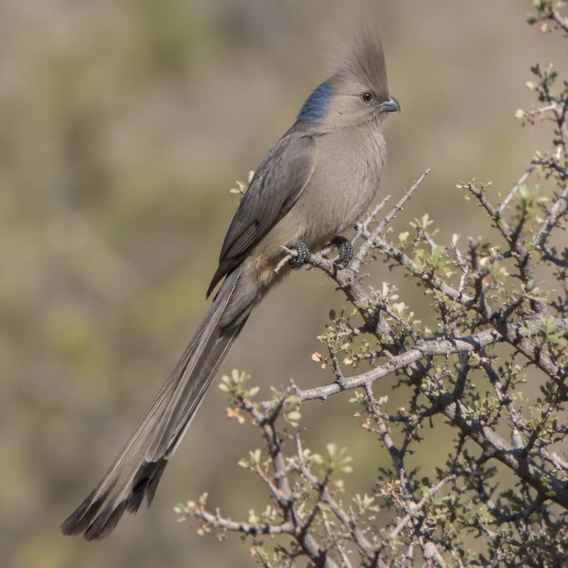 Blue-naped Mousebird