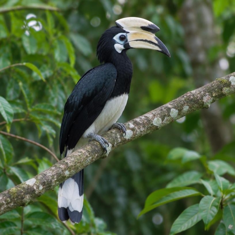 Casqued Hornbill