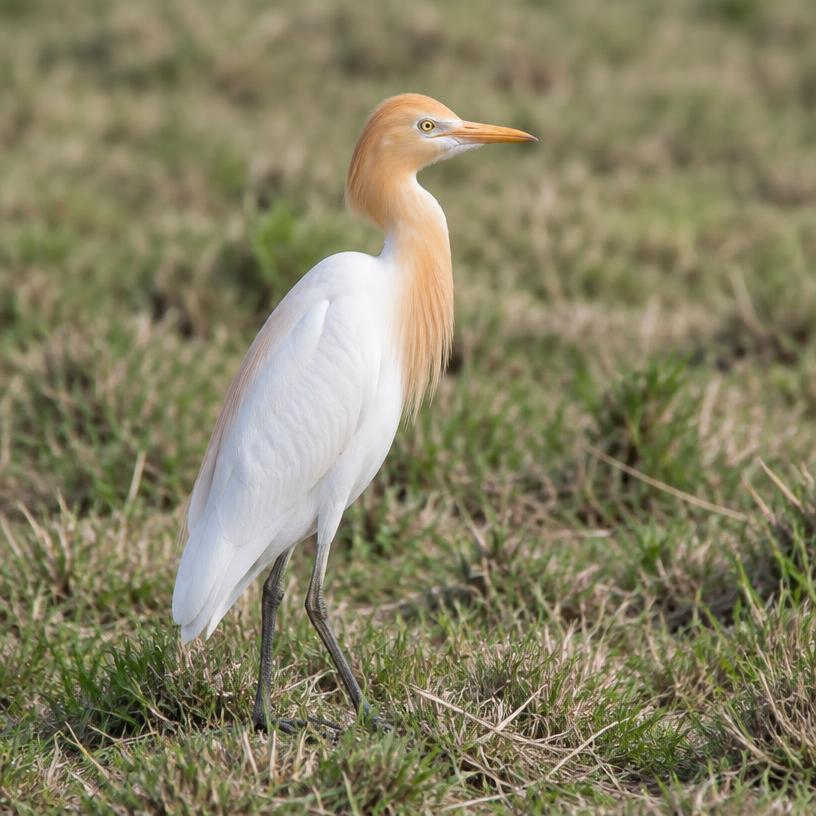 Cattle Egret
