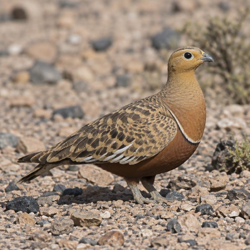 Chestnut-bellied Sandgrouse