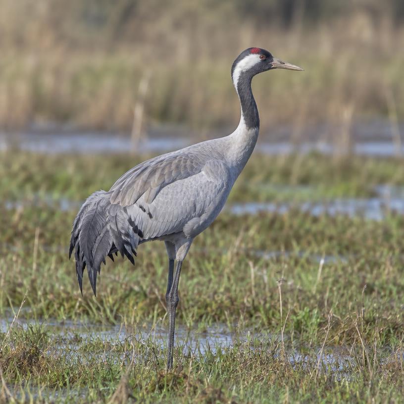 Common Crane