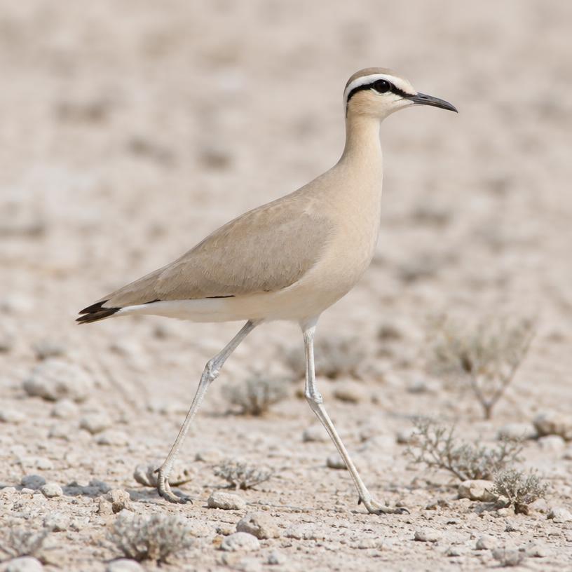 Cream-coloured Courser