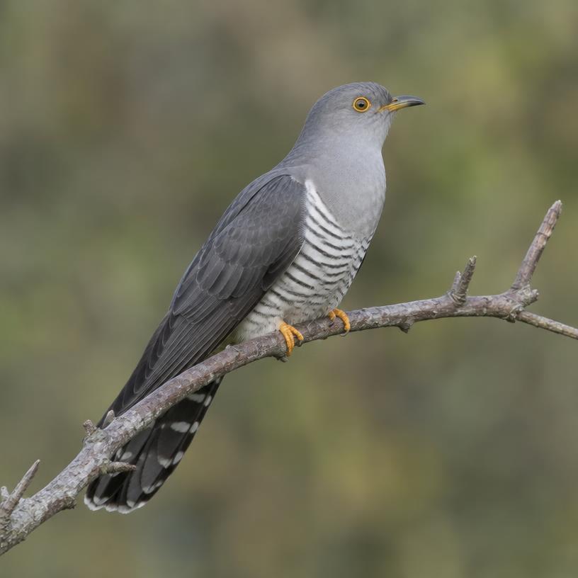 Cuckoo