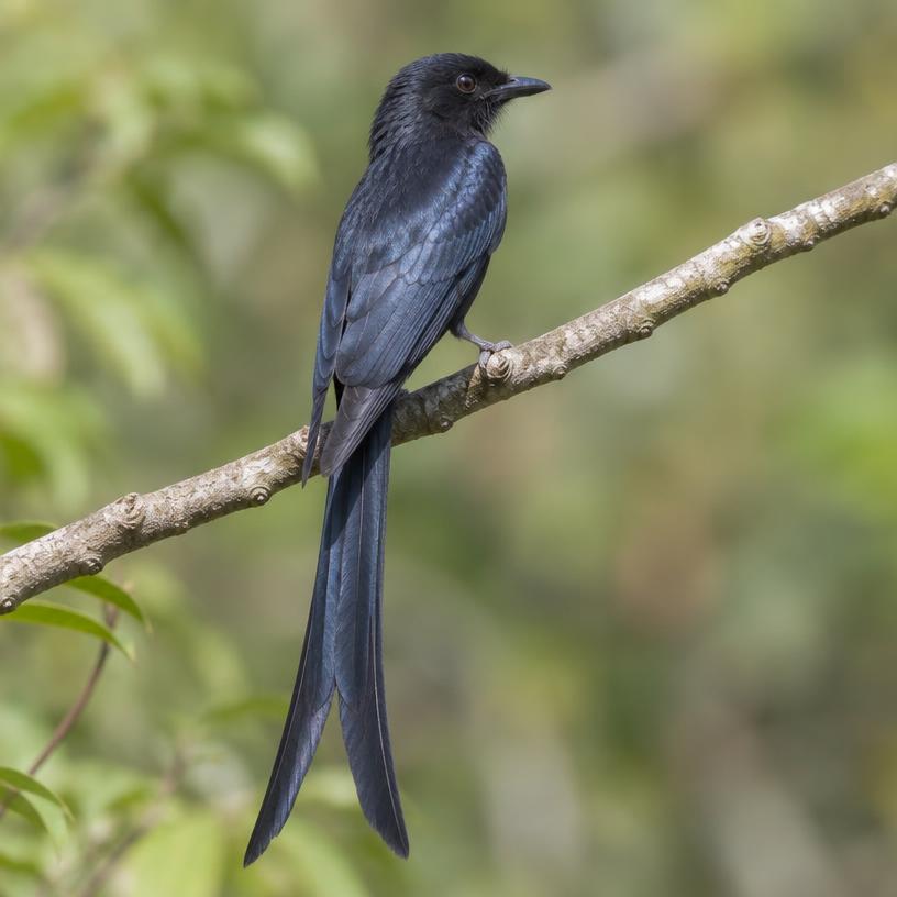Drongo