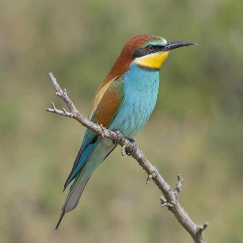 Eurasian Bee-eater