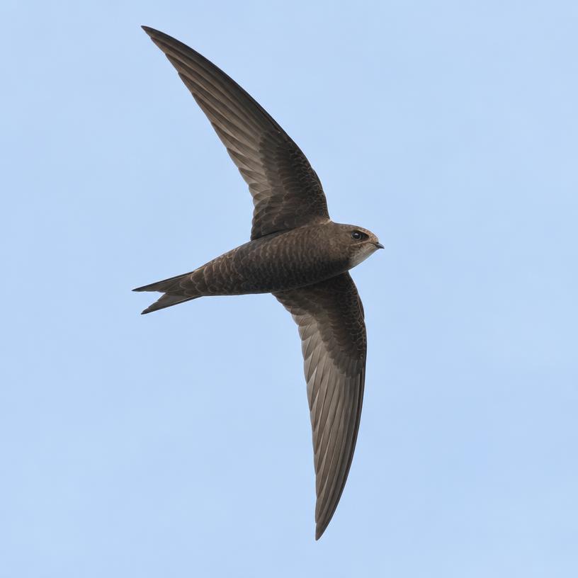 Eurasian Swift