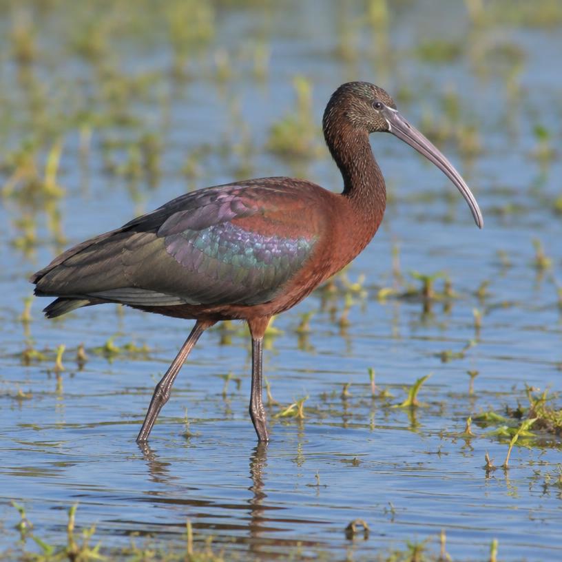 Glossy Ibis