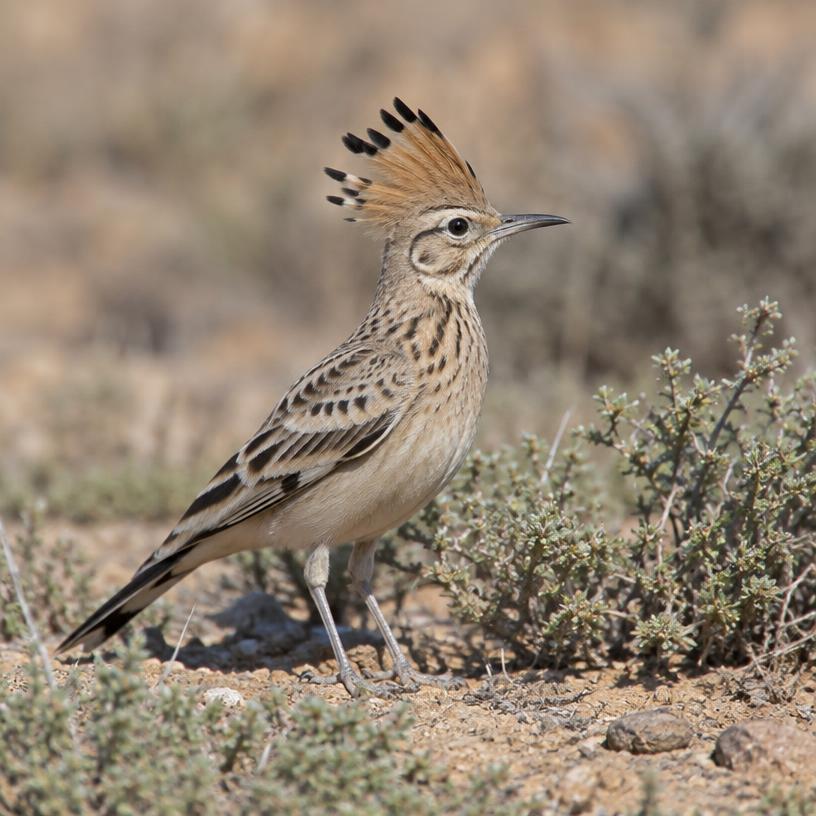 Hoopoe Lark