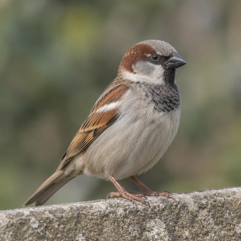 House Sparrow