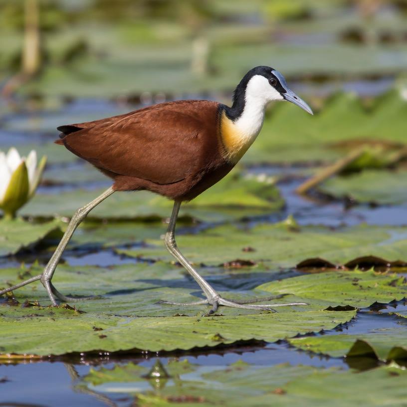 Jacana
