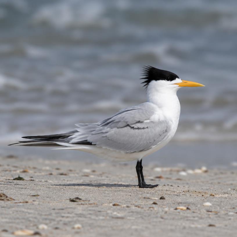 Lesser-creasted Tern