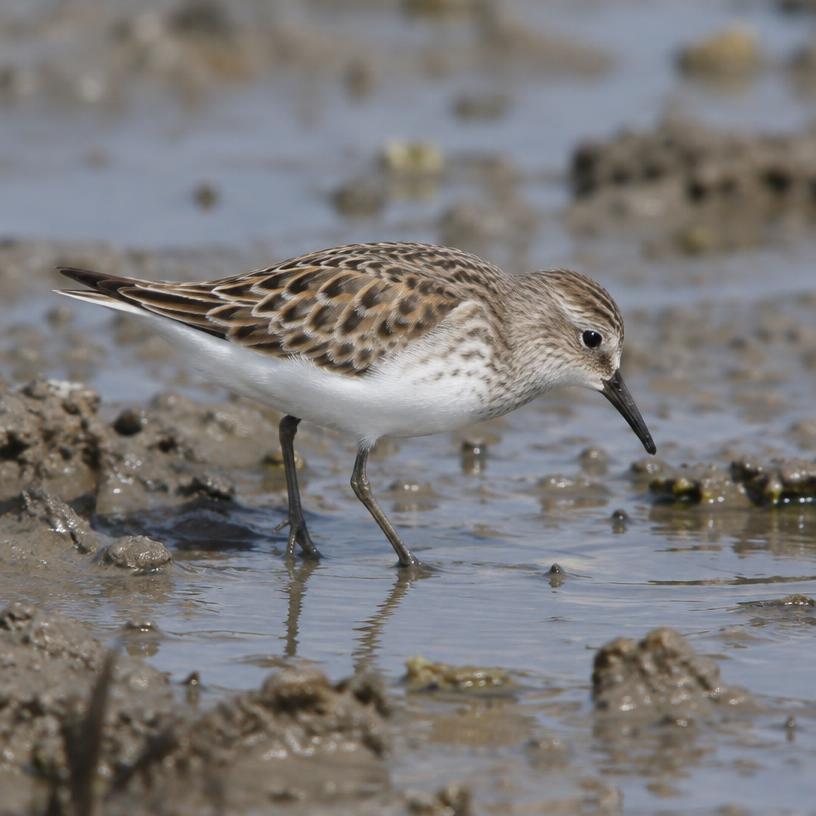 Little Stint