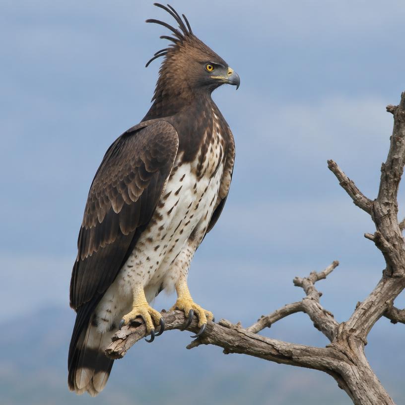 Long-crested Hawk-Eagle