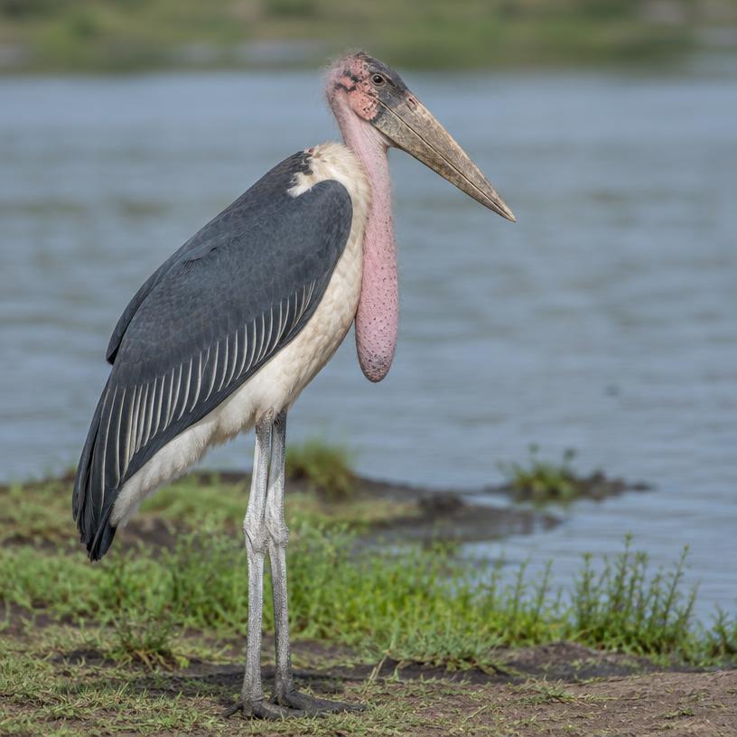 Marabou