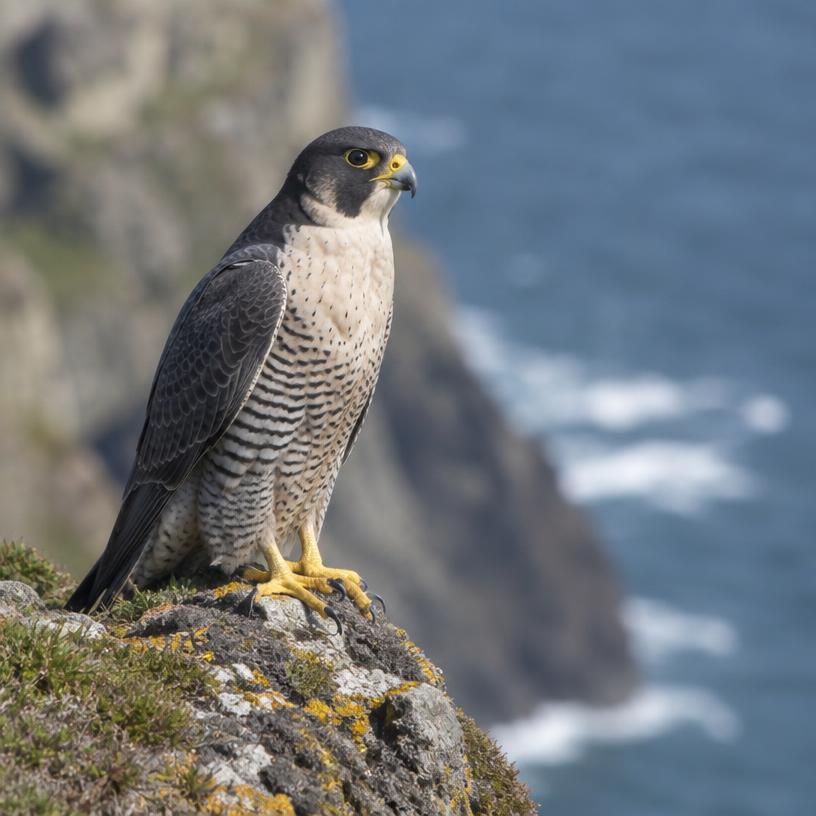 Peregrine Falcon