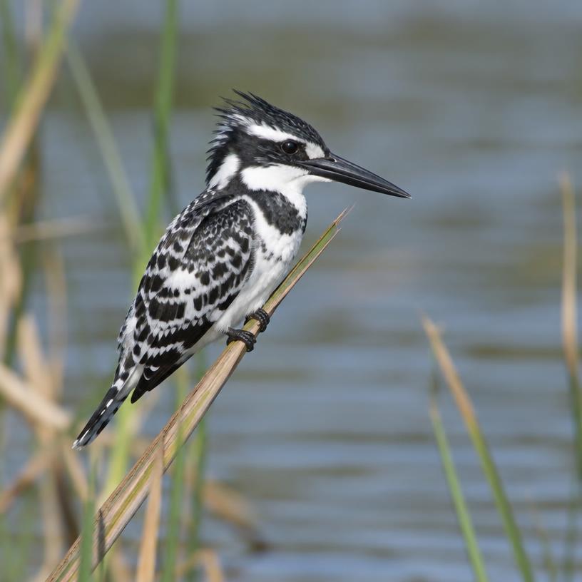 Pied Kingfisher