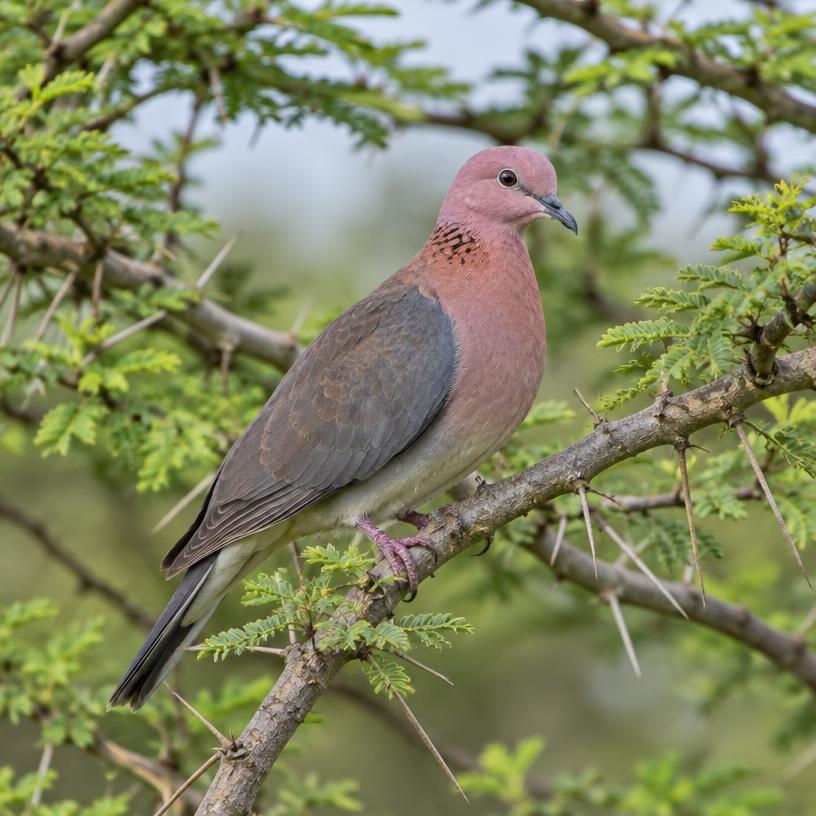 Pink-headed Dove