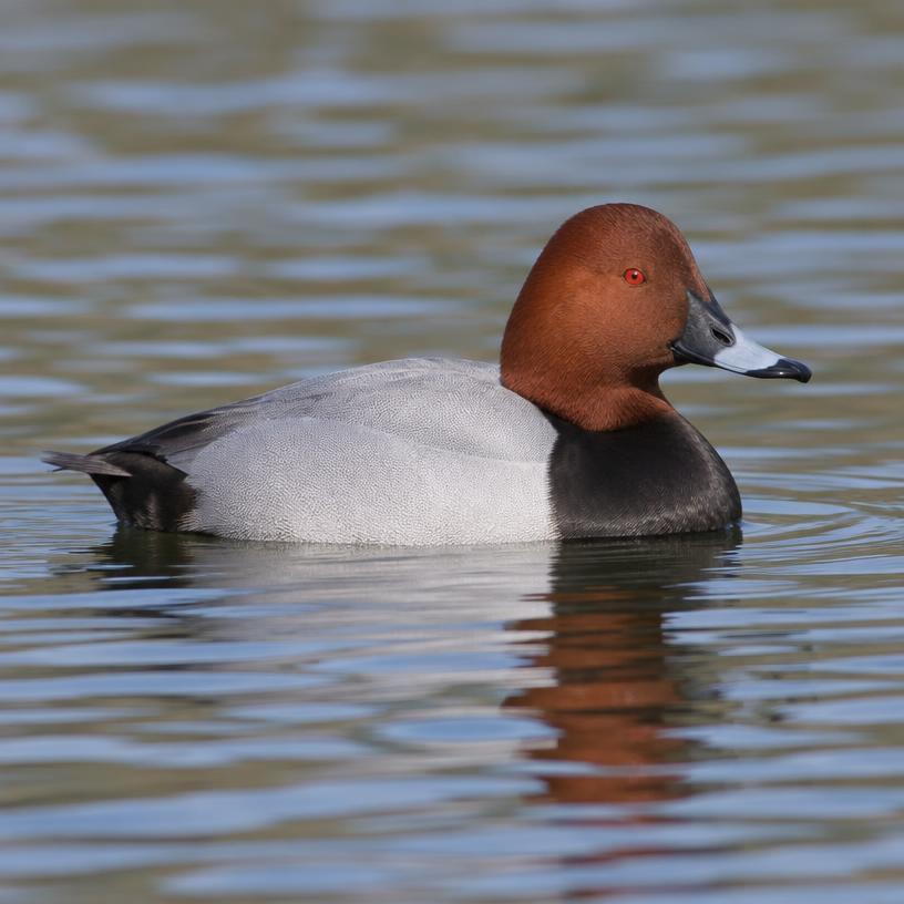 Pochard
