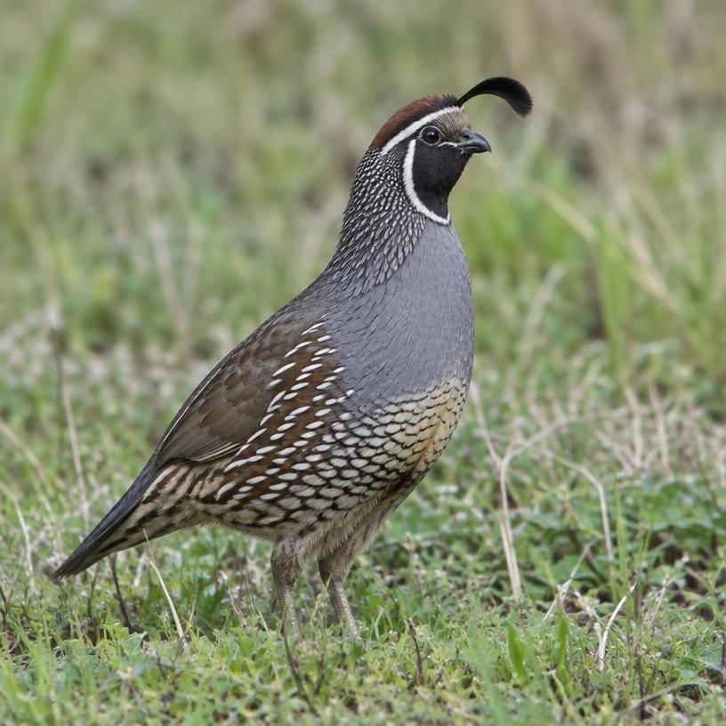 Quail
