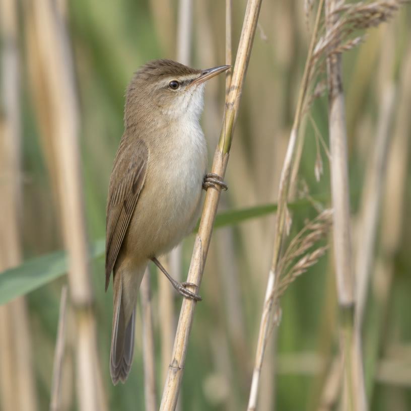 Reed Warbler