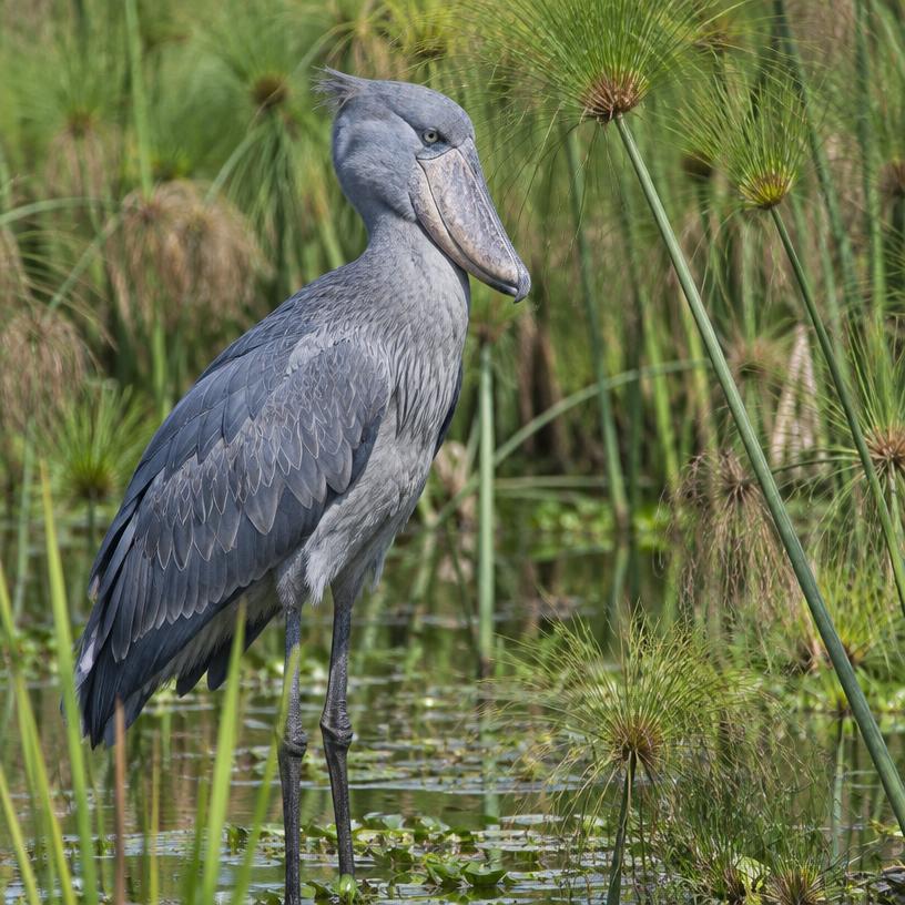Shoebill