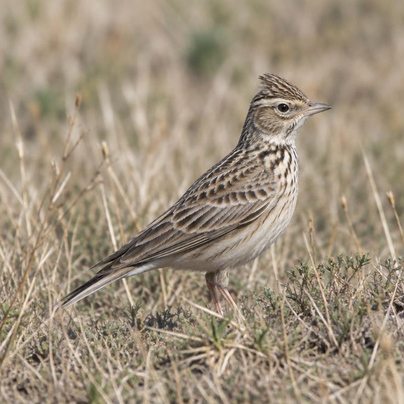 Short-toed Lark