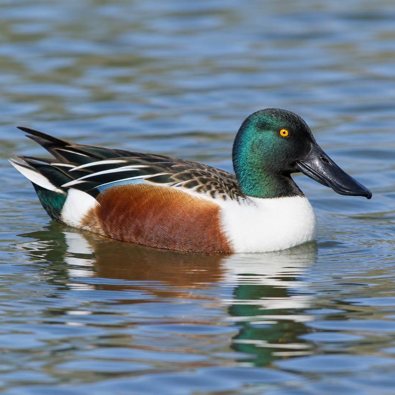 Shoveler