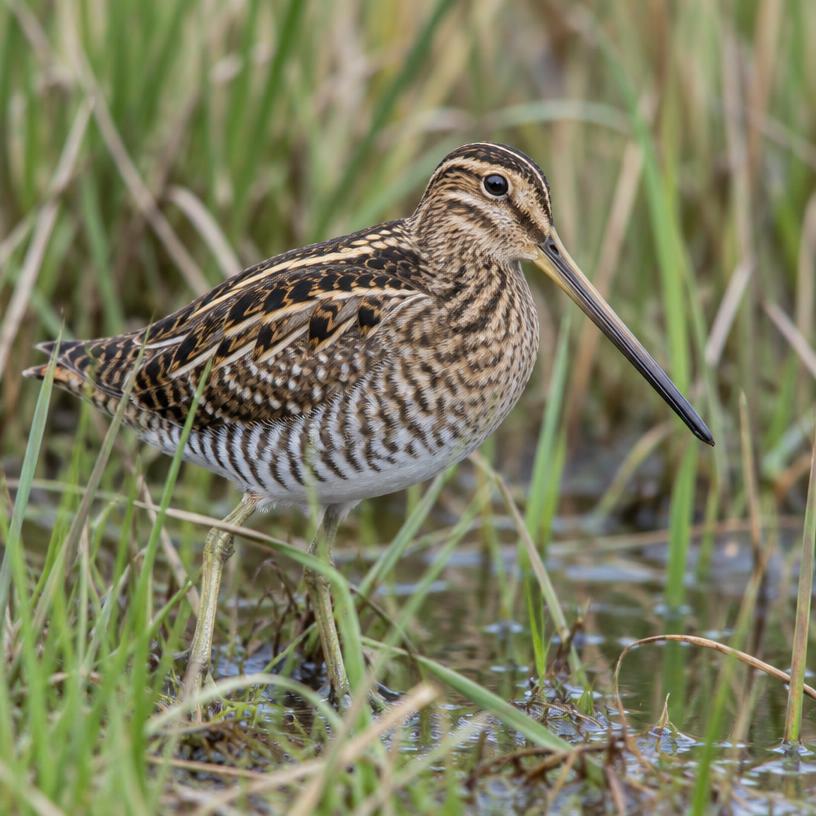 Snipe