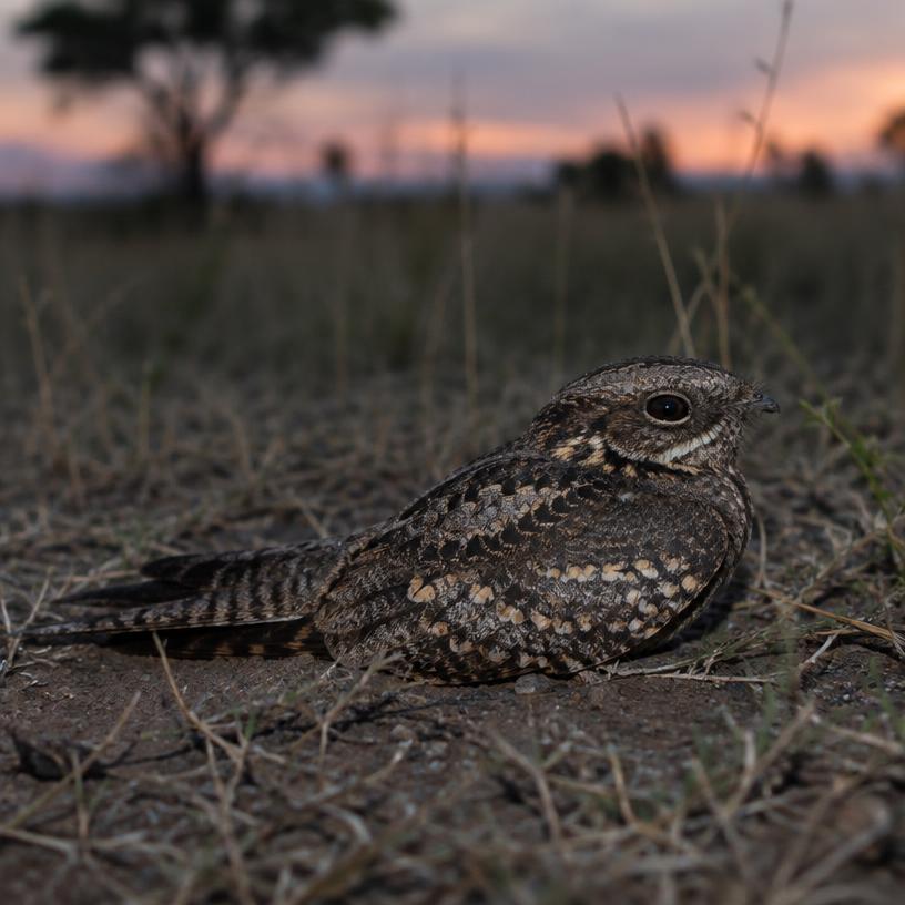 Standard-winged Nightjar