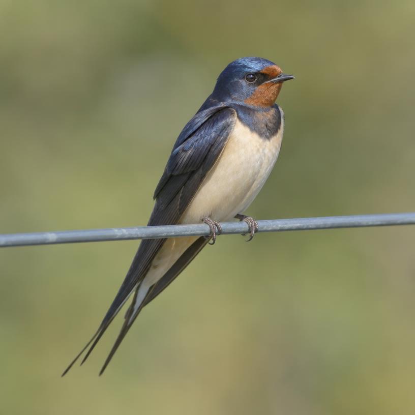 Swallow