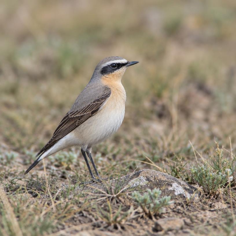 Wheatear