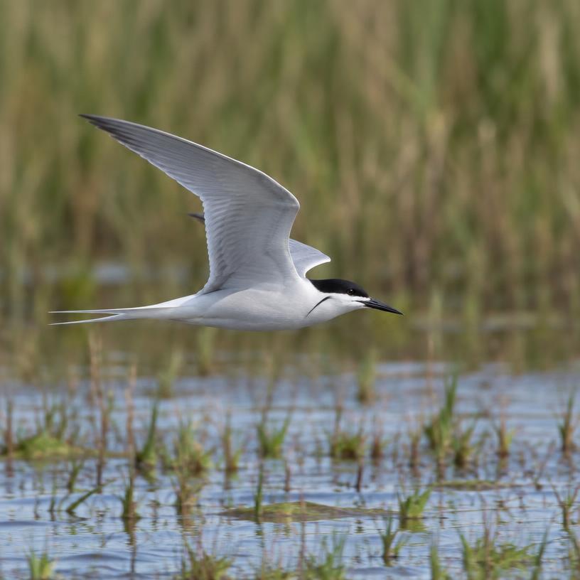 Whiskered Tern