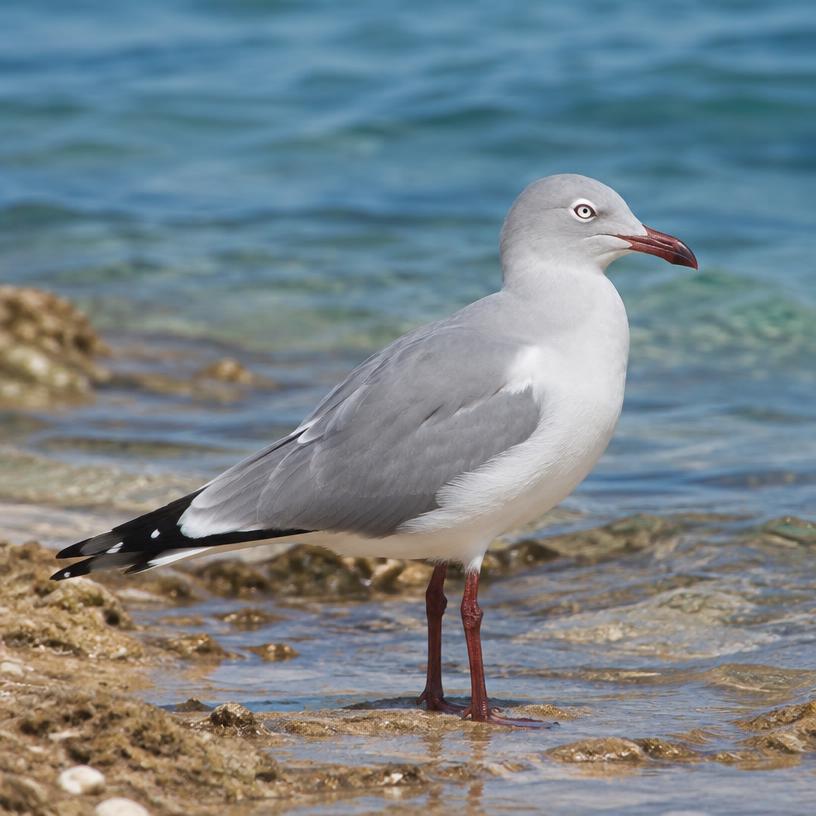 White-eyed Gull