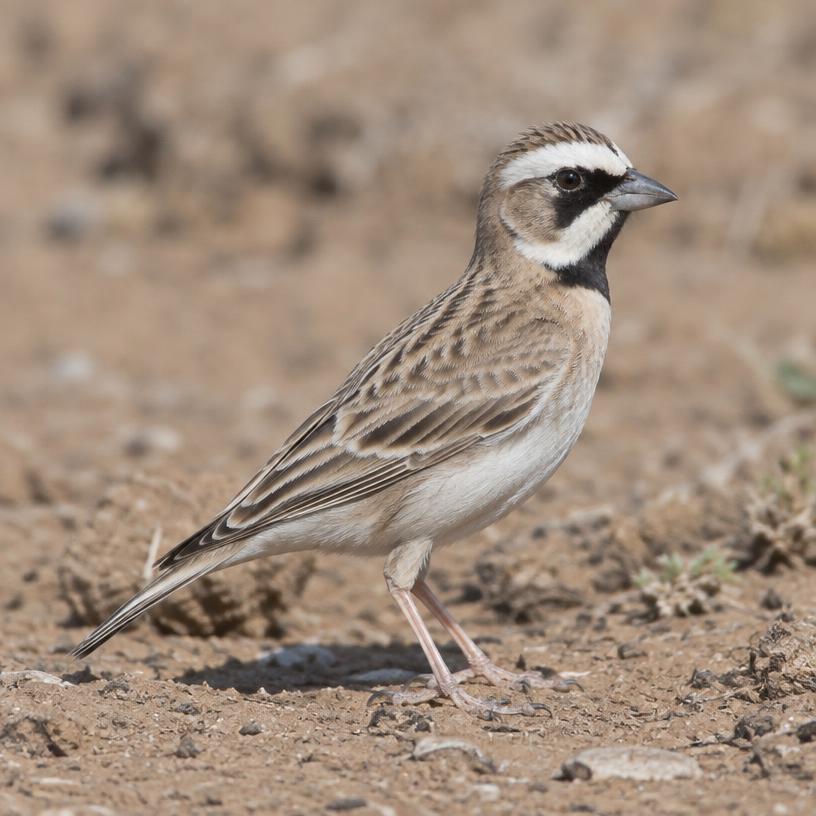 White-fronted Sparrow Lark