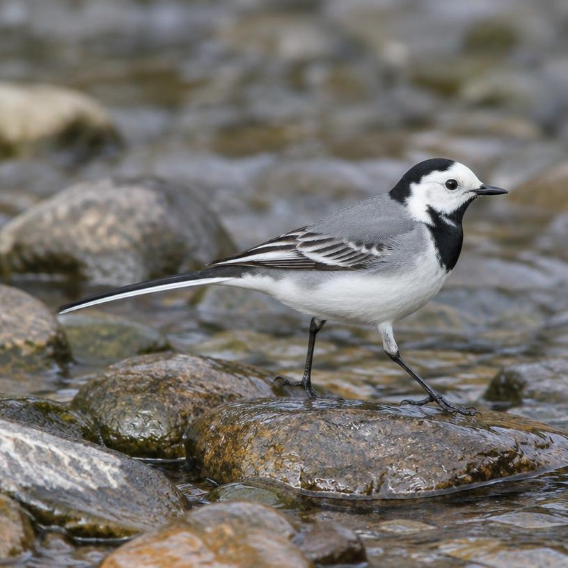 White Wagtail