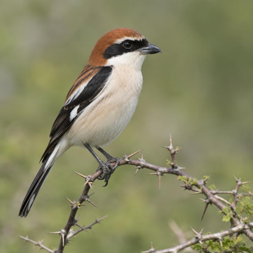 Woodchat Shrinke