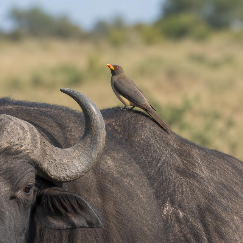 Yellow-billed Oxpecker