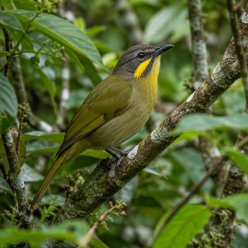 Yellow-whiskered Greenbul
